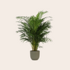Areca Palm – Goudpalm (Dypsis lutescens) 150 cm - ø30