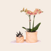 Plantensets Oranje Orchidee + succulent inclusief Candy sierpotten en Wit dienblad