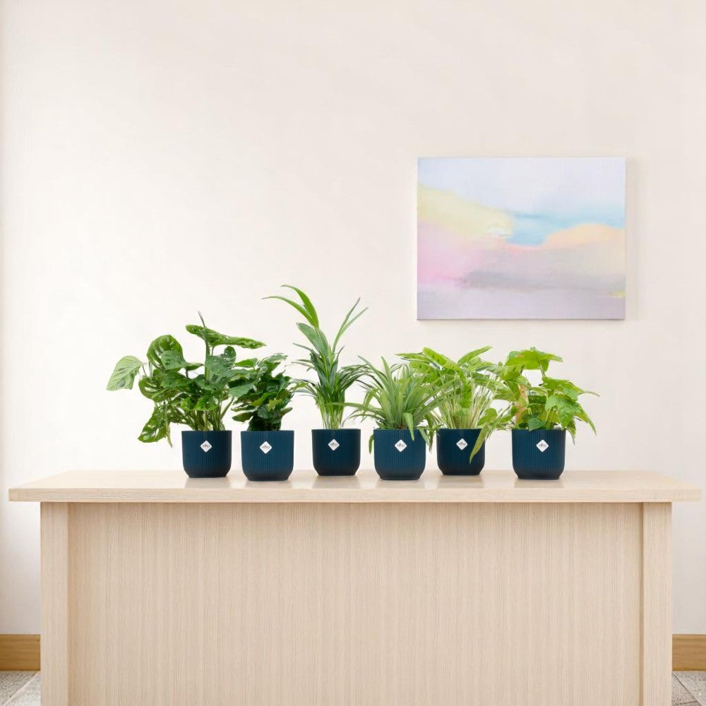 6x Kleine Planten Verrassingsbox inclusief blauwe potten