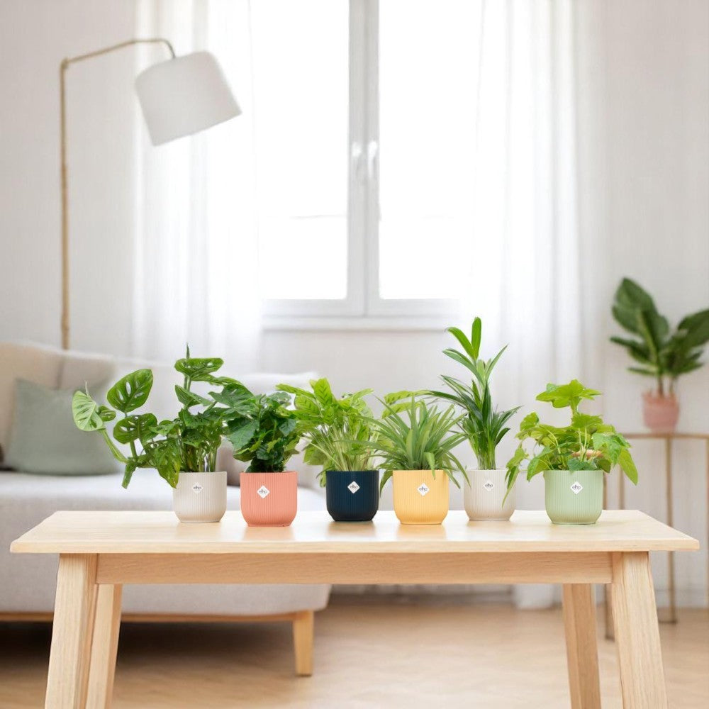 6x Kleine Planten Verrassingsbox inclusief gekleurde potten
