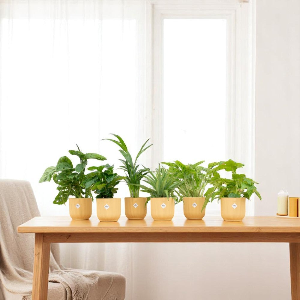 6x Kleine Planten Verrassingsbox inclusief gele potten