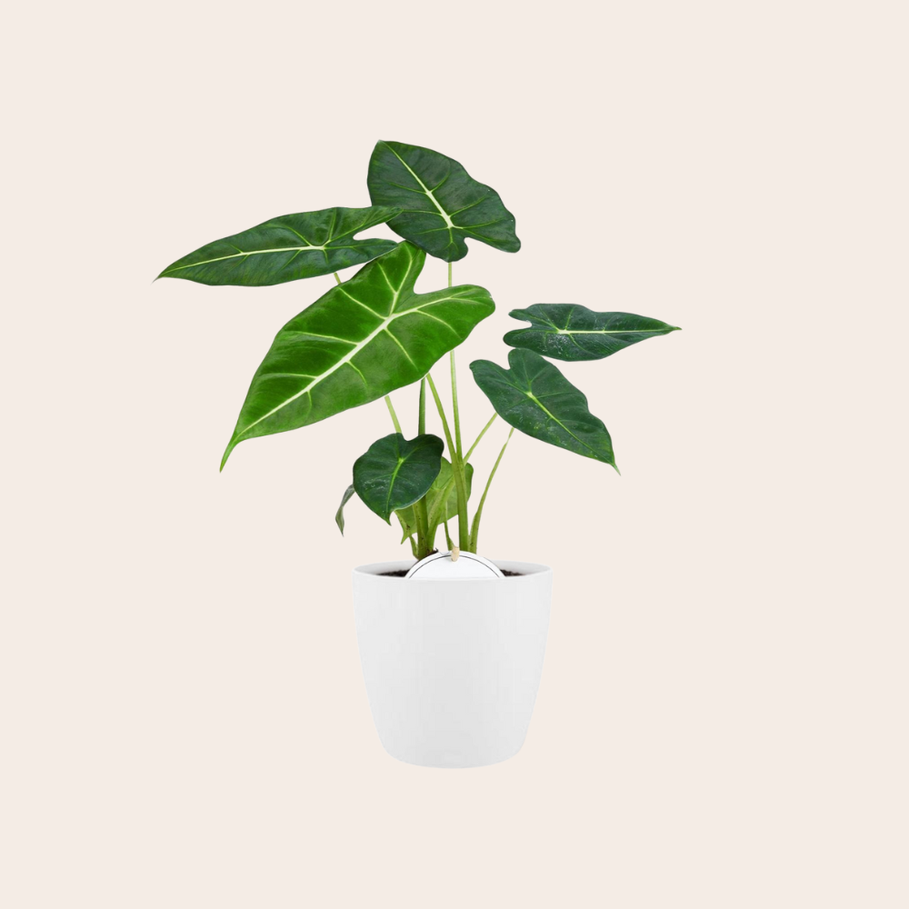 Alocasia Frydek 35cm inclusief witte pot