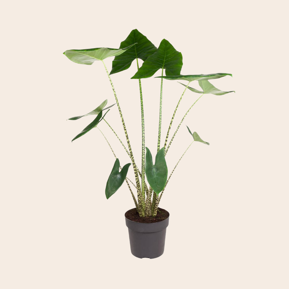 Alocasia Zebrina 130 cm - ø32