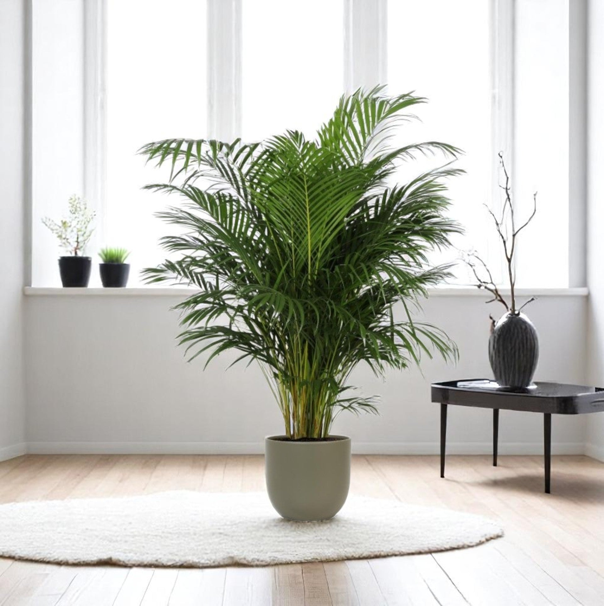 Areca Palm – Goudpalm (Dypsis lutescens) 150 cm - ø30