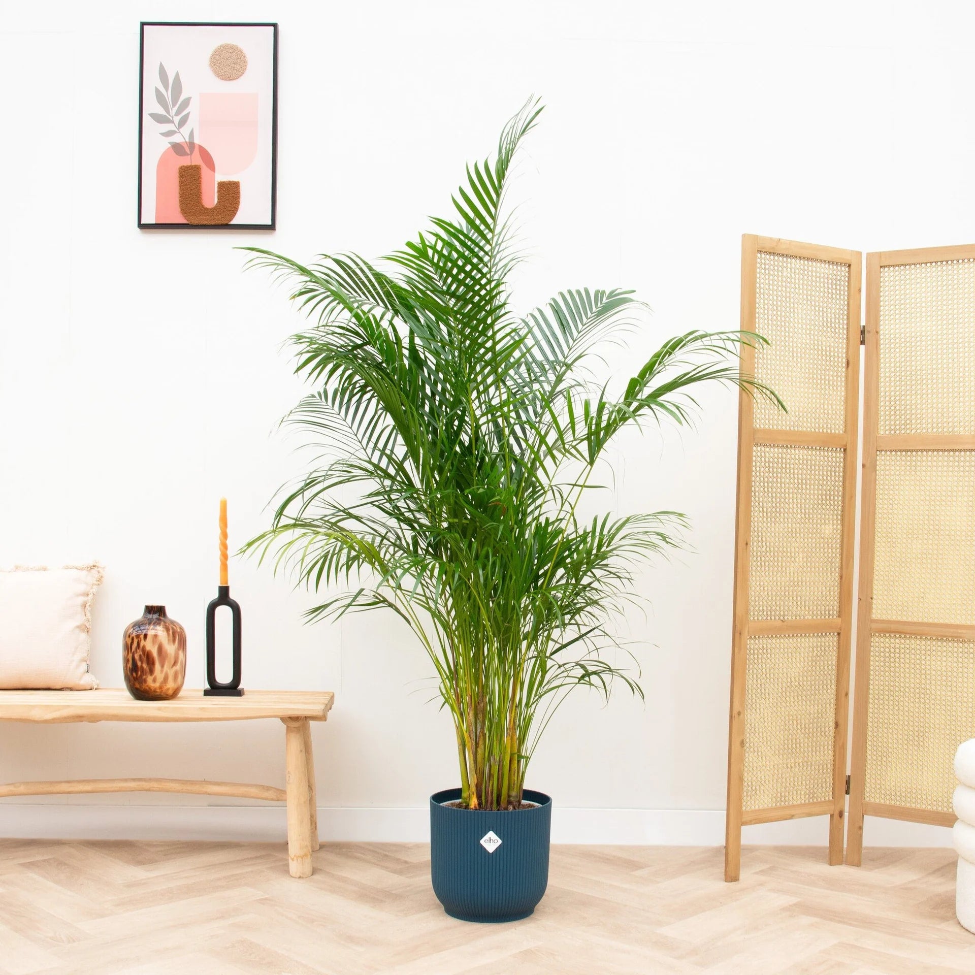 Areca Goudpalm 'Dypsis lutescens' 160 cm Ø30 inclusief blauwe pot