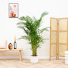 Areca Goudpalm 'Dypsis lutescens'  160 cm  Ø30 inclusief witte pot