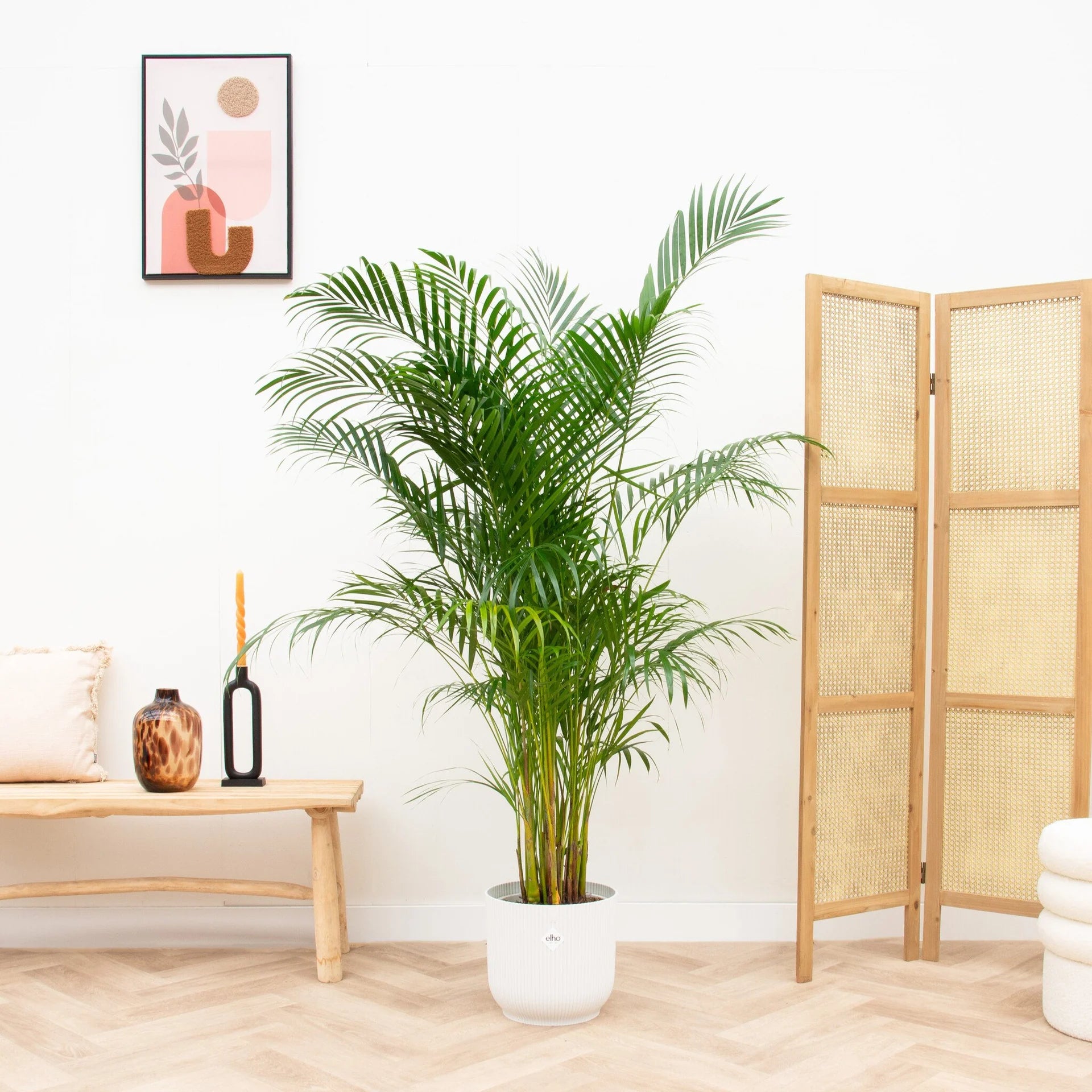 Areca Goudpalm 'Dypsis lutescens'  160 cm  Ø30 inclusief witte pot