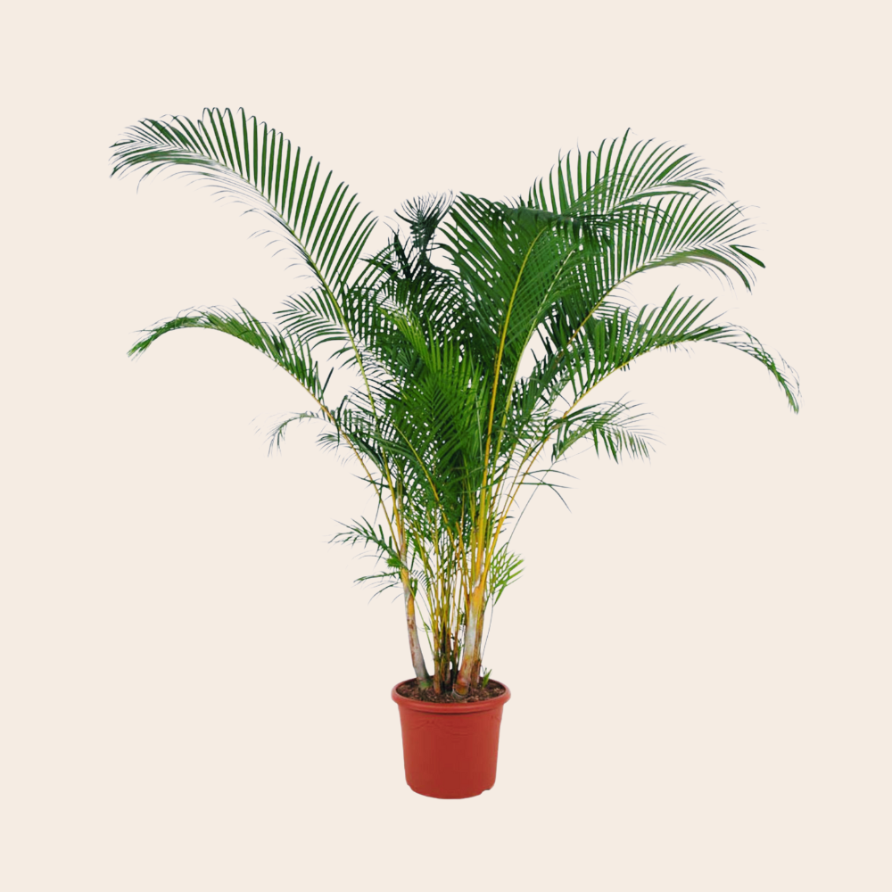 Areca Palm ´Dypsis Lutescens' 240 cm - ø48