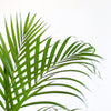 Areca Goudpalm 'Dypsis lutescens'  160 cm  Ø30 inclusief witte pot