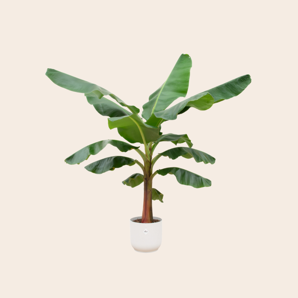 Bananenplant 150 cm - Ø30 inclusief witte Elho pot