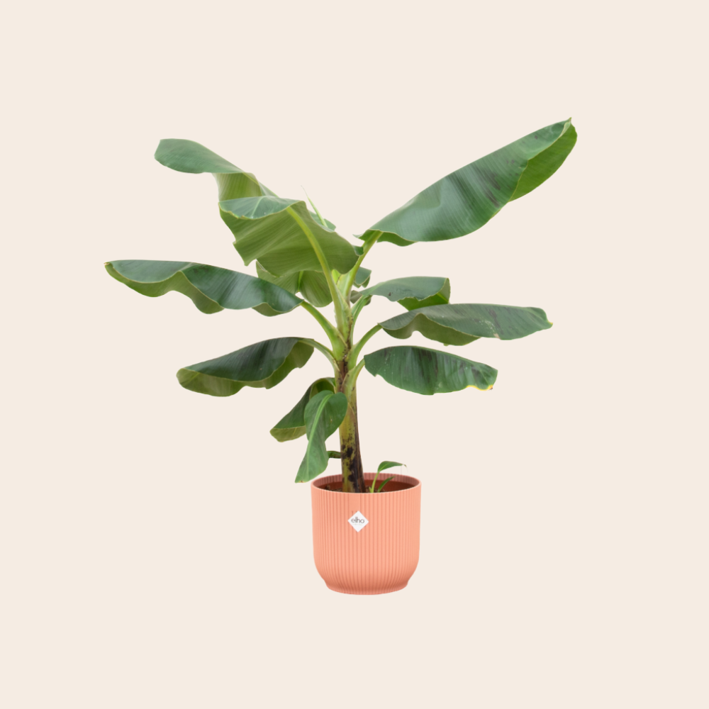 Bananenplant (Musa) 100 cm -  Ø22 inclusief Elho pot Roze