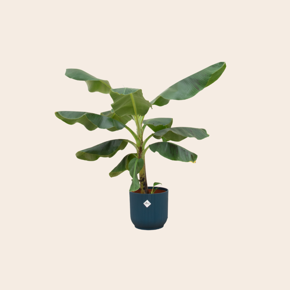 Bananenplant (Musa) 100 cm - Ø22 inclusief Elho pot Blauw