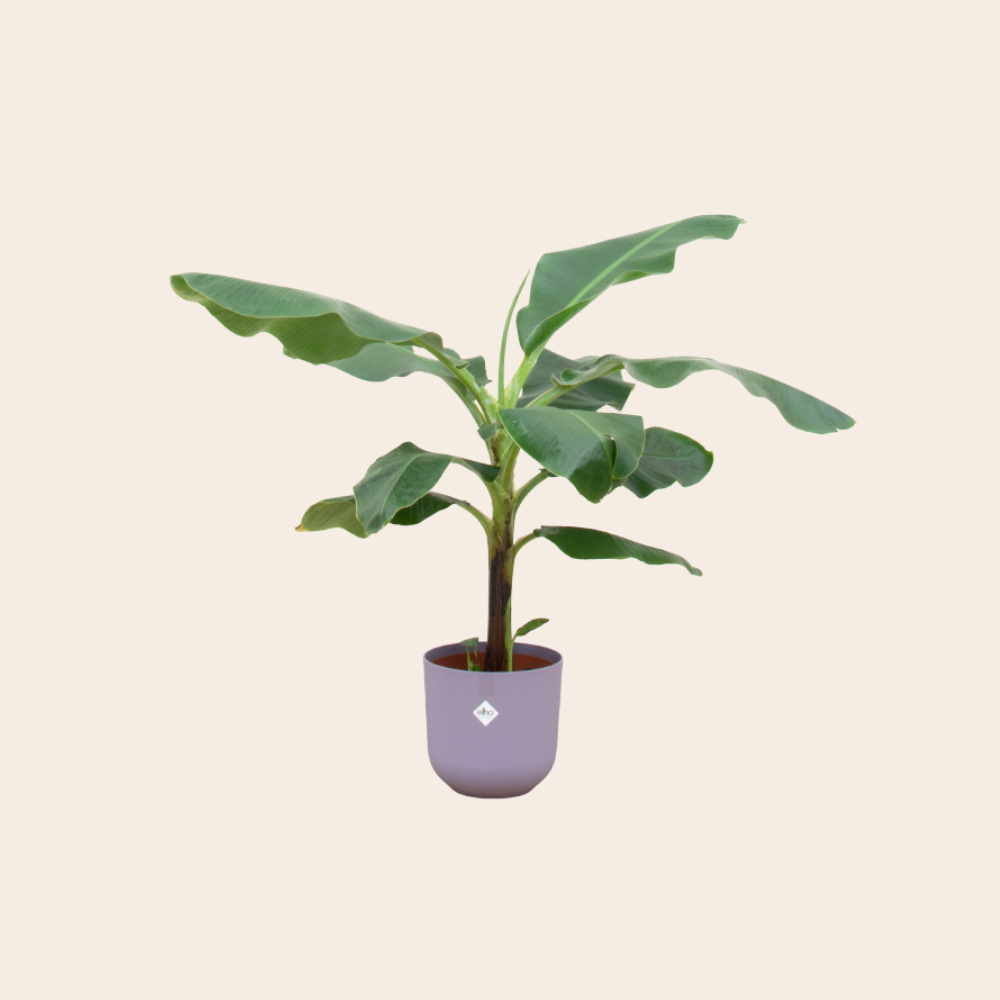 Bananenplant (Musa) 100 cm  - Ø23 inclusief Elho pot Lila Paars