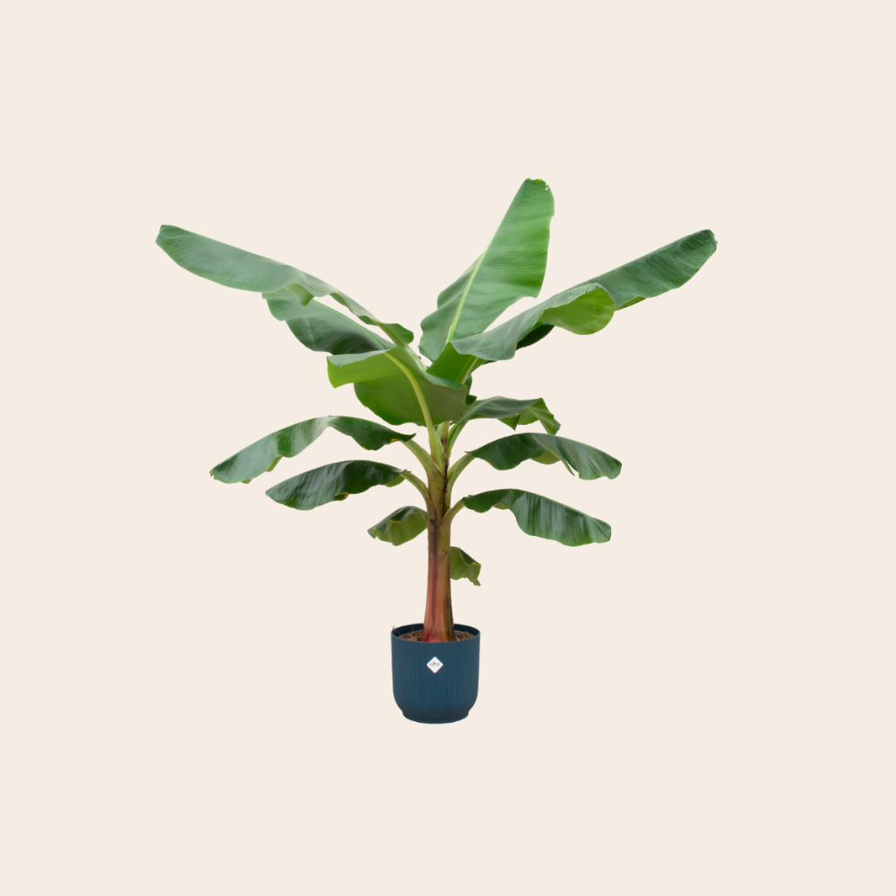 Bananenplant (Musa) 150 cm - Ø30  inclusief Elho pot blauw