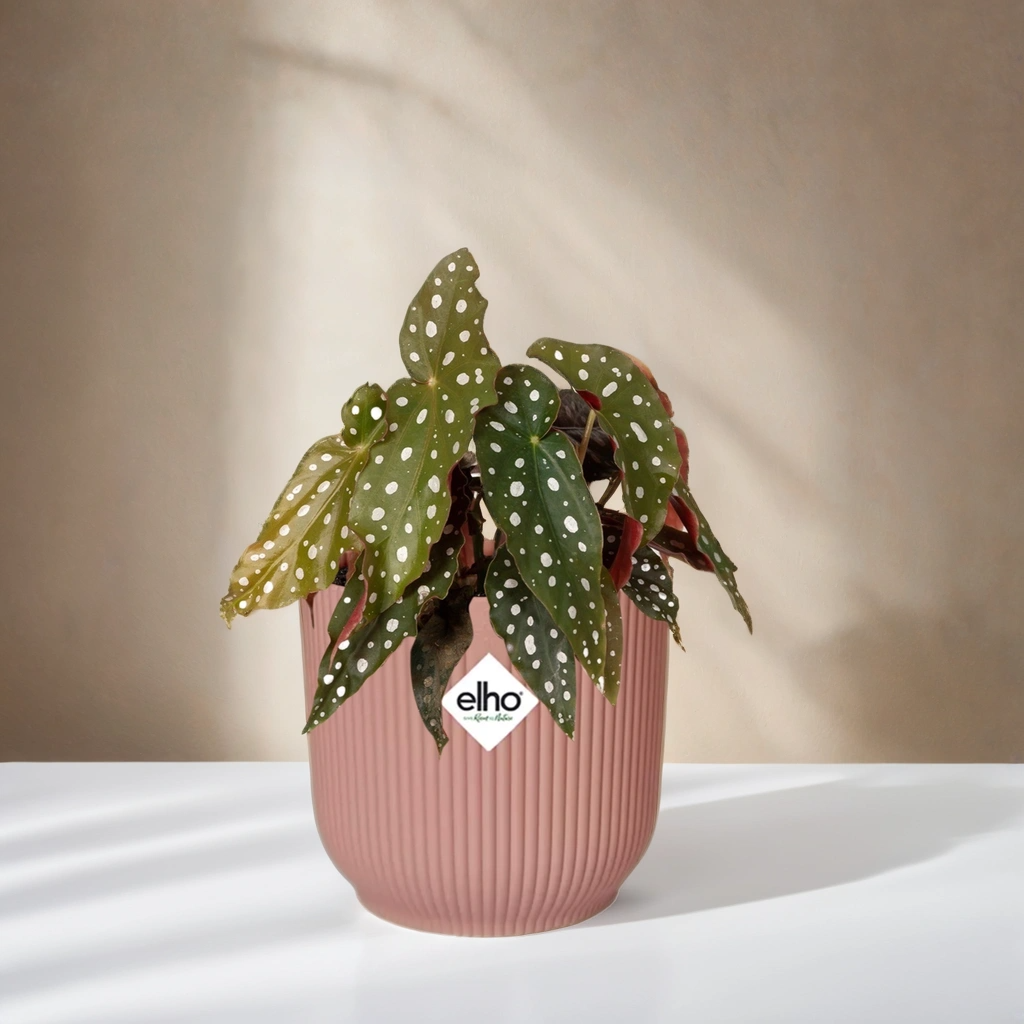 Begonia Maculata 'Polka Dot Begonia' inclusief roze Elho pot 20 cm