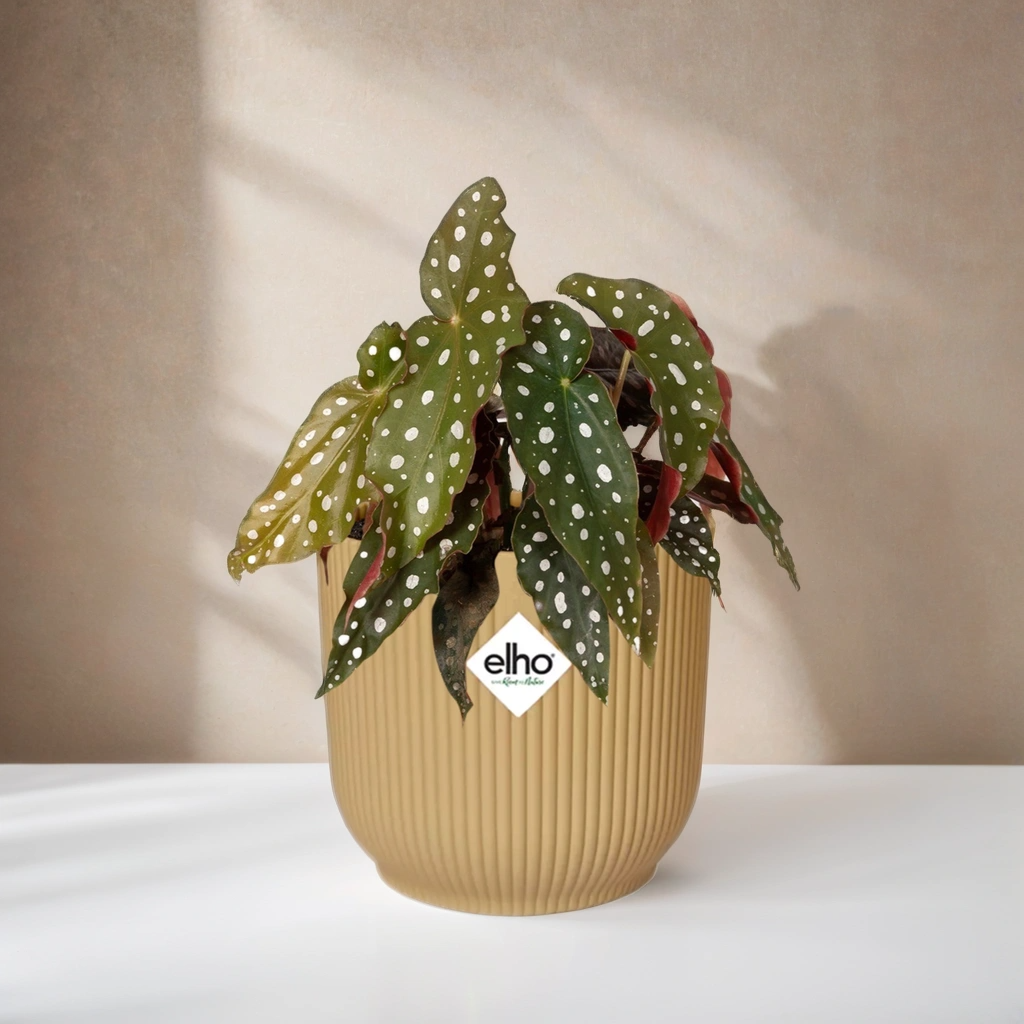 Begonia Maculata 'Polka Dot Begonia' inclusief gele Elho pot 20 cm