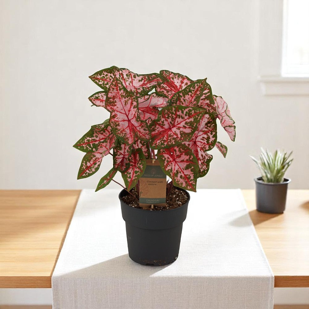Caladium Carolyn Whorton - plant met roze bladeren 60 cm - Ø21cm