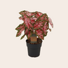 Caladium Carolyn Whorton - plant met roze bladeren 60 cm - Ø21cm