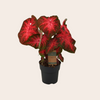 Caladium Red Flash - Plant met rode bladeren 60cm - Ø21cm