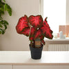 Caladium Red Flash - Plant met rode bladeren 60cm - Ø21cm