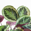 Calathea Medaillon 65cm - Ø19 inclusief grijze pot