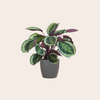 Calathea Medaillon 65cm - Ø19 inclusief grijze pot
