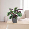 Calathea Medaillon 65cm - Ø19 inclusief grijze pot
