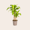 Dracaena Fragrans Massangeana ↕70 - 90cm Ø19cm