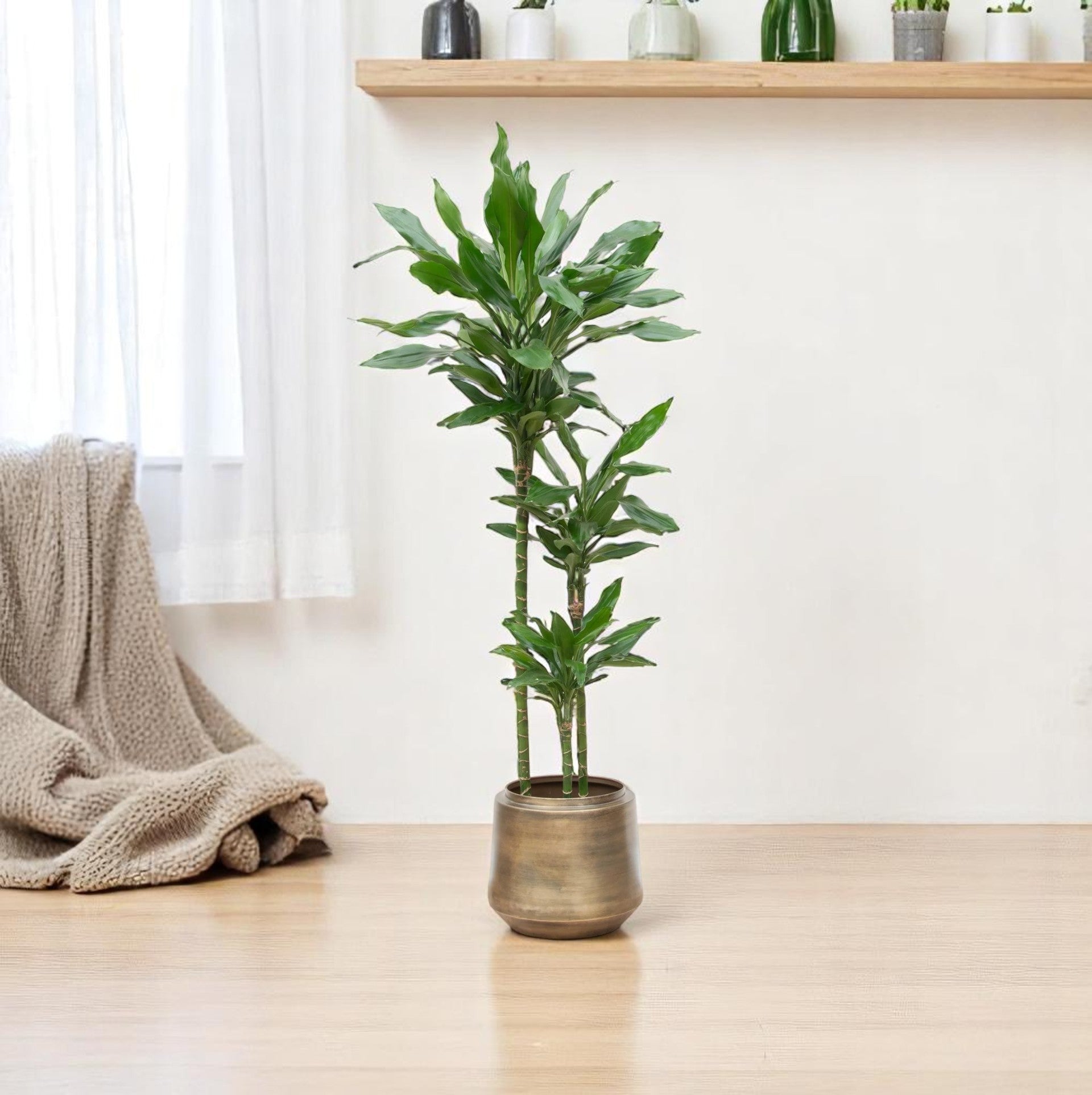 Dracaena Janet Lind 150 - 160 cm ø24