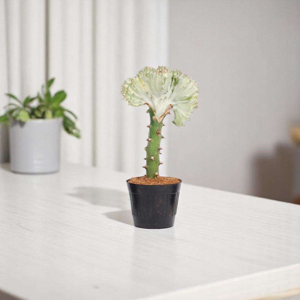 Euphorbia Lactea Cristata Wit 35 cm - ø12