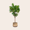 Ficus Lyrata Boom 200 cm - ø40