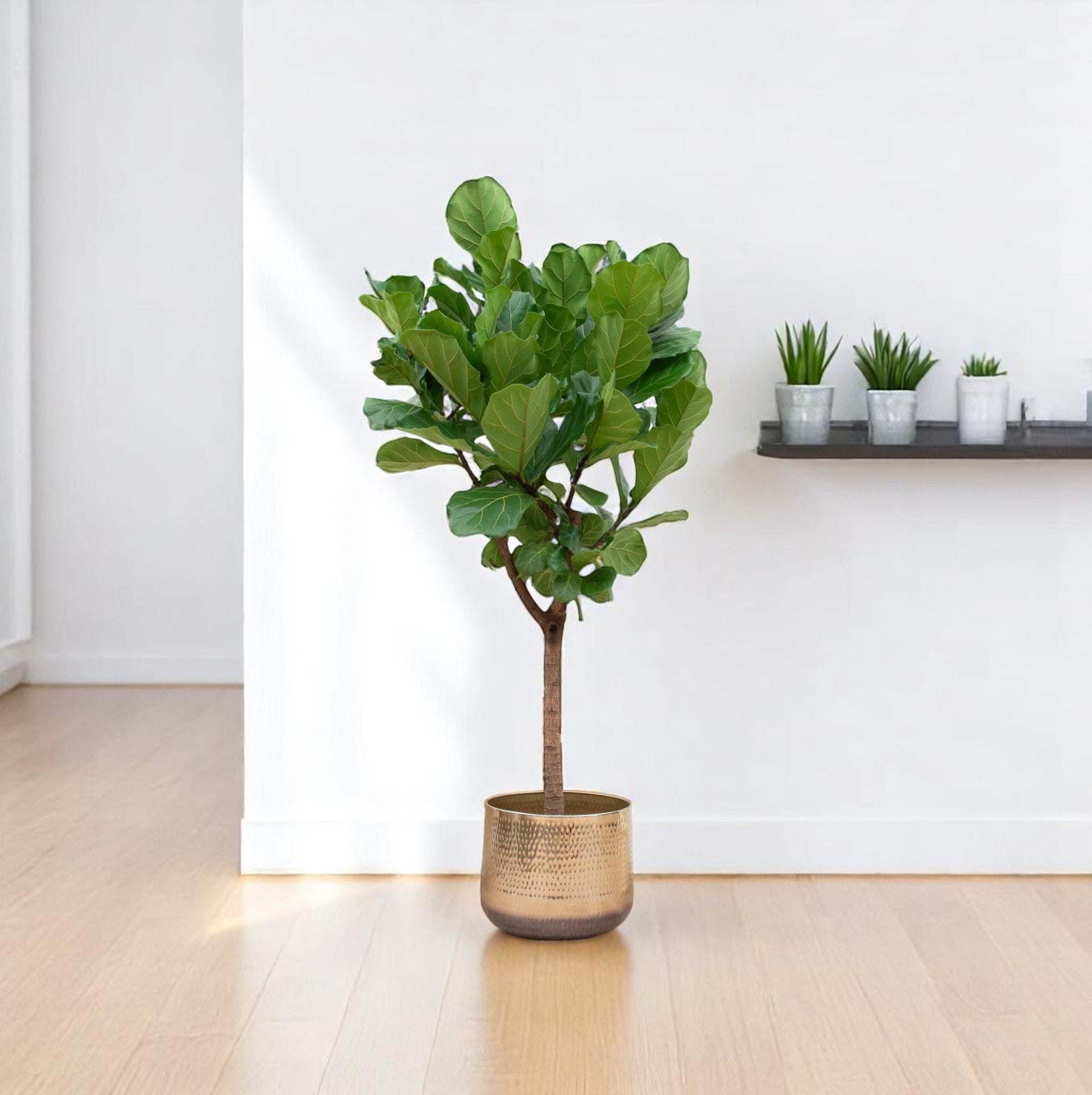 Ficus Lyrata Boom 200 cm - ø40