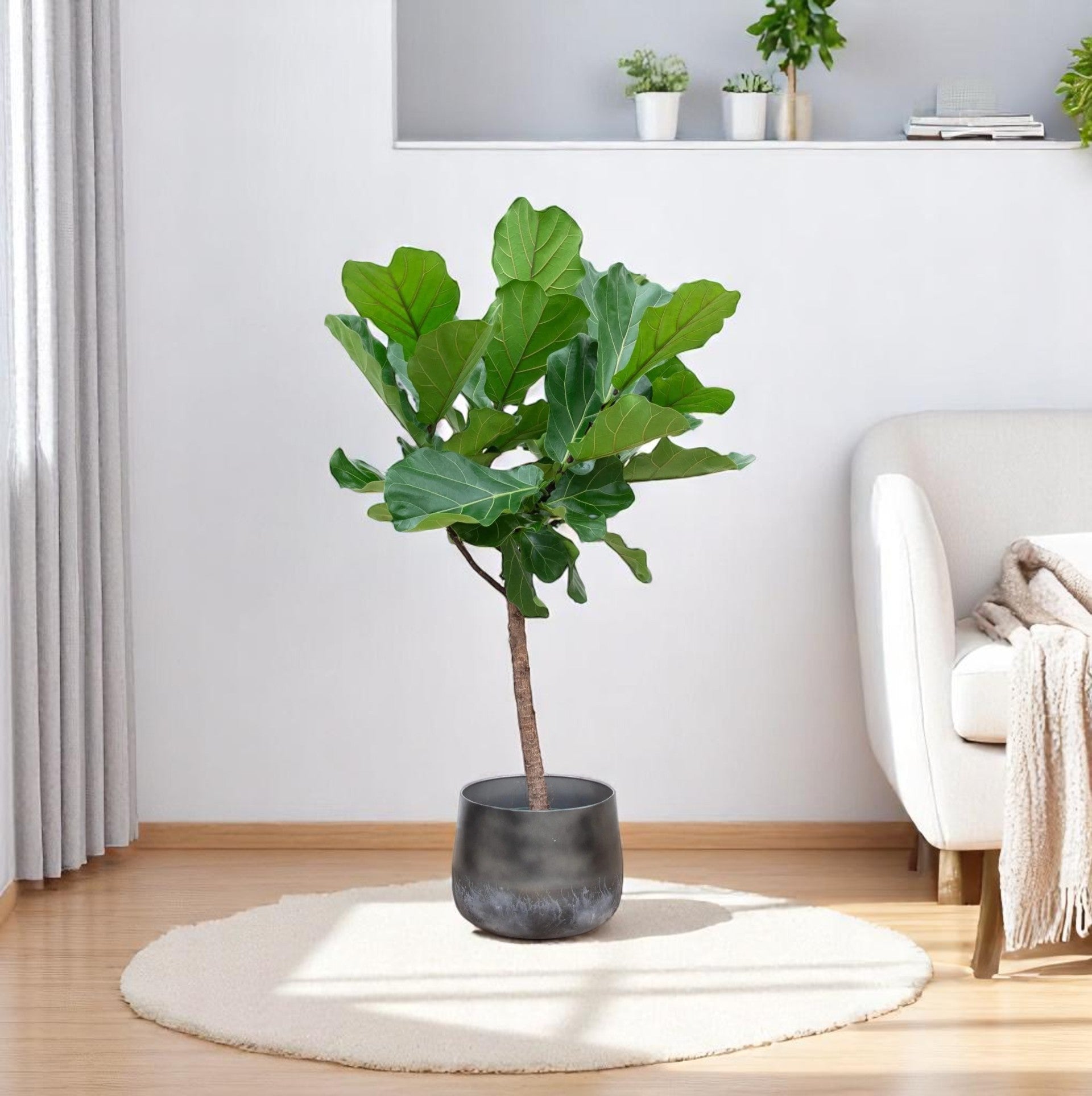 Ficus Lyrata boom 150 cm - ø30