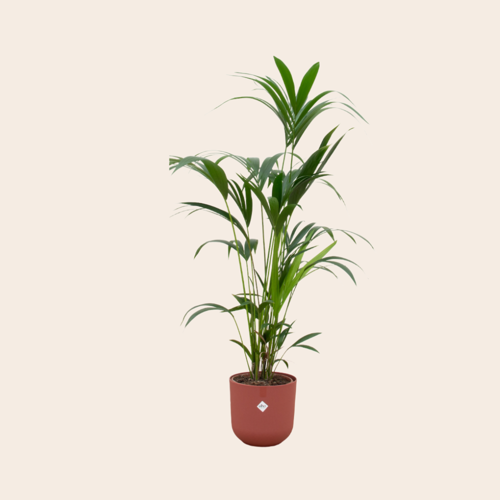 Kentia Palm 160 cm Ø26 inclusief rode Elho pot
