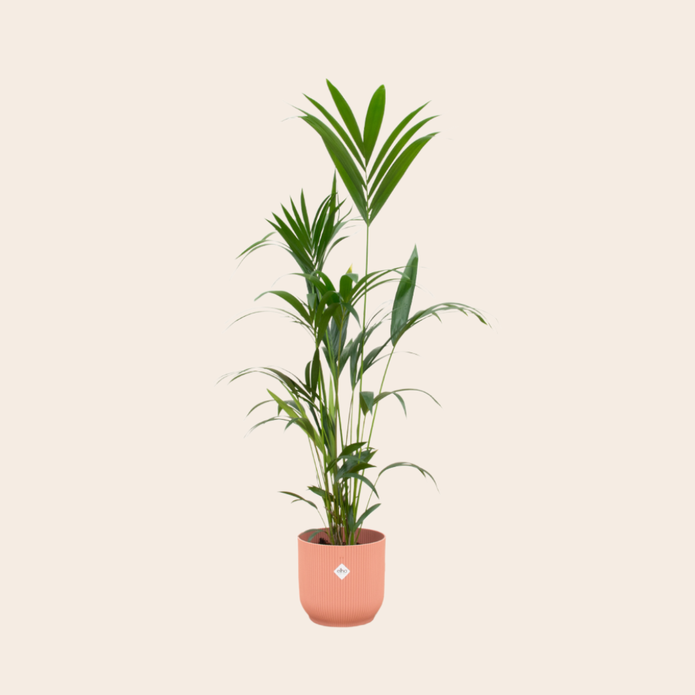 Kentia Palm 160cm - Ø30 inclusief pot Elho Roze