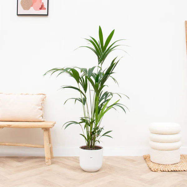 Kentia Palm 160cm - Ø30 inclusief pot Elho wit