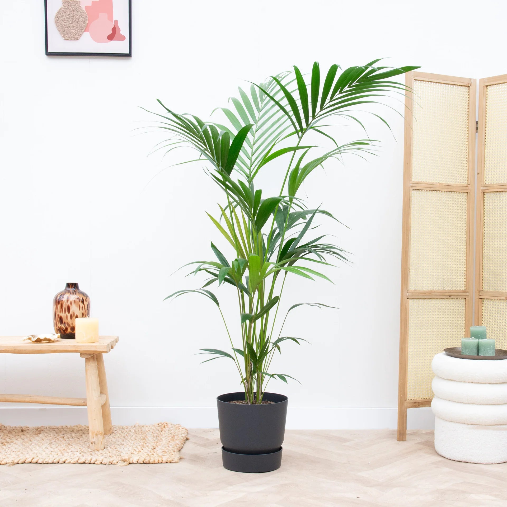 Kentia Palm 160cm - Ø30 inclusief zwarte pot