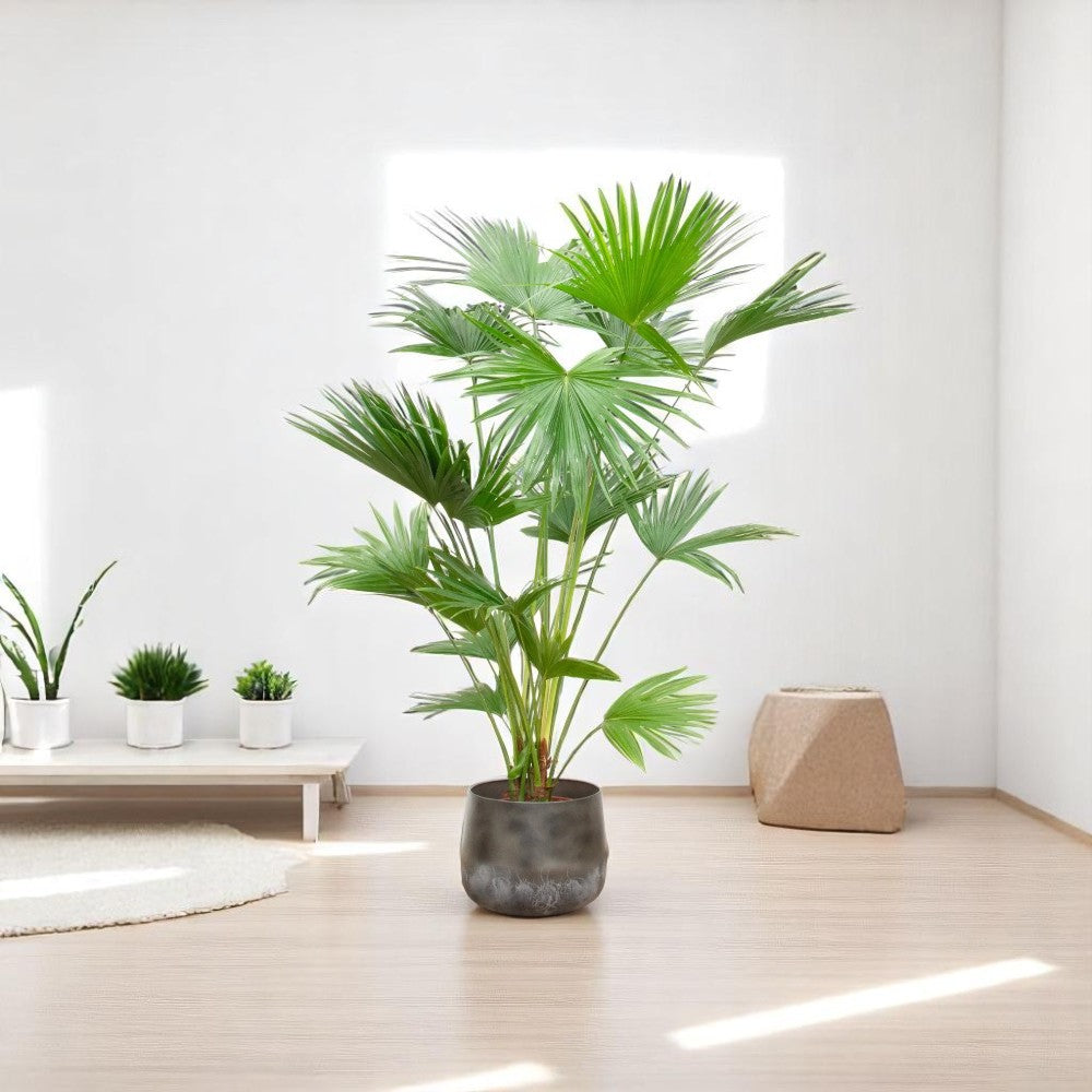 Livistona Chinensis 190 cm - ø34