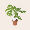 Monstera Deliciosa Variegata 45 cm Ø15cm