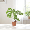 Monstera Deliciosa Variegata 45 cm Ø15cm