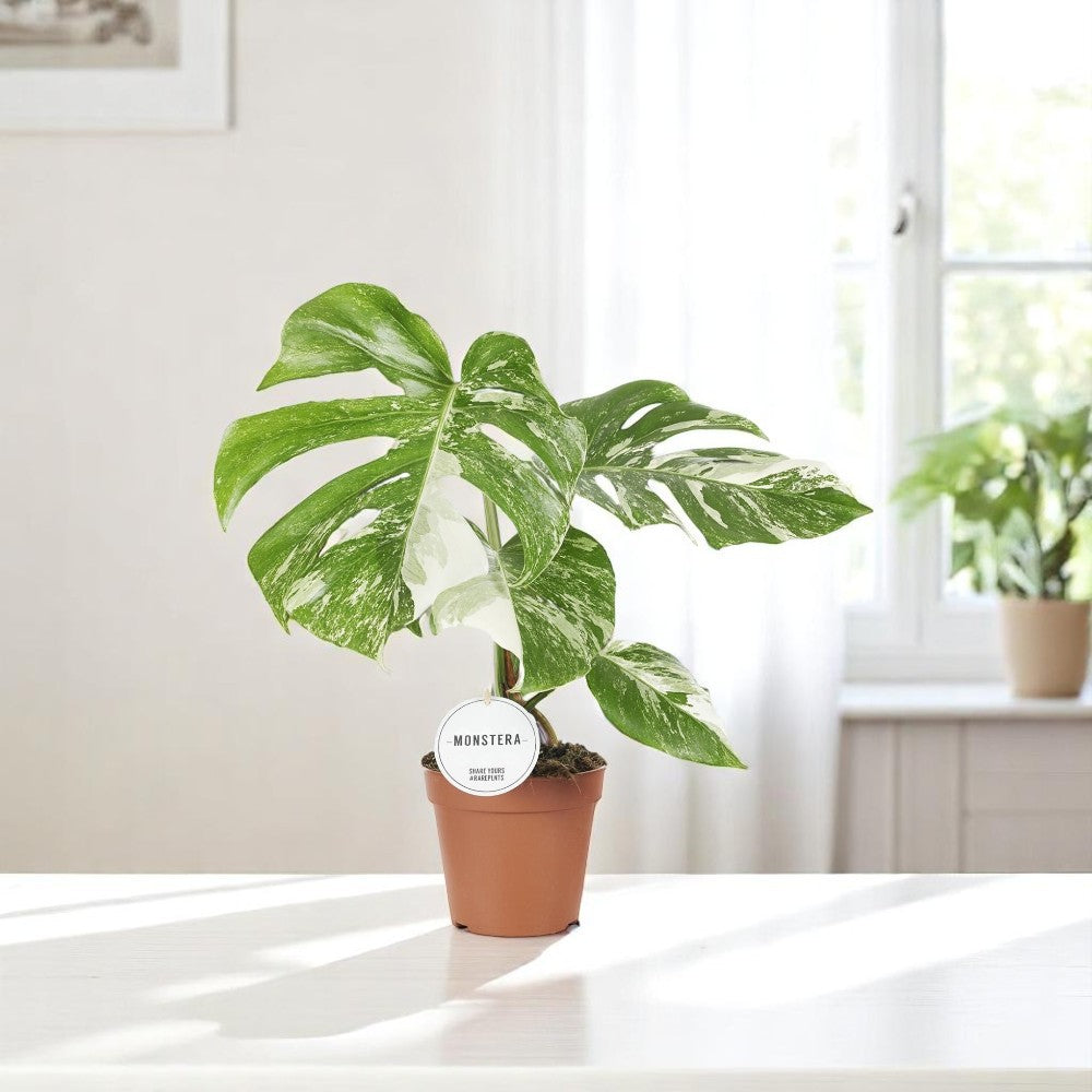 Monstera Deliciosa Variegata 45 cm Ø15cm