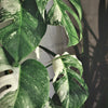 Monstera Thai Constellation 50 cm - Ø15cm