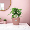 Monstera ‘Monkey Leaf’ inclusief roze Elho pot 20-30 cm