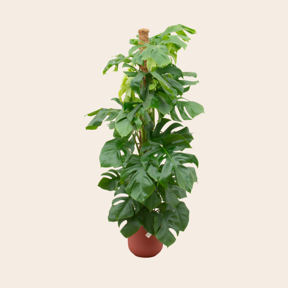 Monstera Deliciosa 150 cm -  Ø26 inclusief rode Elho pot