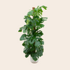 Monstera Deliciosa 150 cm - Ø26 inclusief witte Ehlo pot