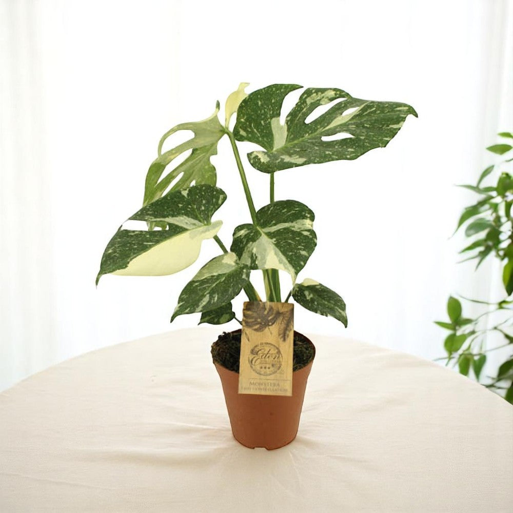 Monstera Thai Constellation 50 cm - Ø15cm