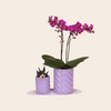 Paarse Phalaenopsis orchidee + succulent in Candy sierpotten op wit dienblad