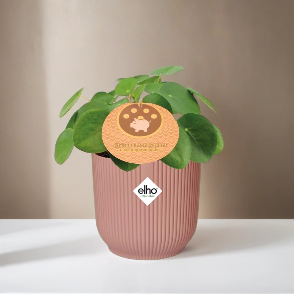 Pannekoekenplant Pilea Peperomioides inclusief roze Elho pot 10-20 cm