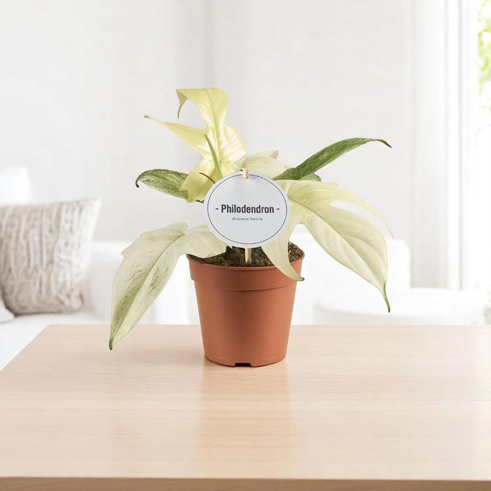 Philodendron Florida Ghost 30 cm Ø12cm