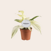 Philodendron Florida Ghost 30 cm Ø12cm